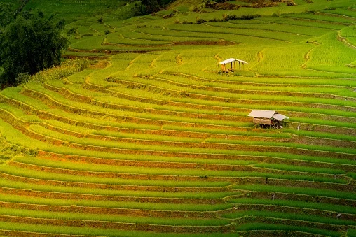 Khám phá các cánh đồng lúa tuyệt đẹp ở châu Á