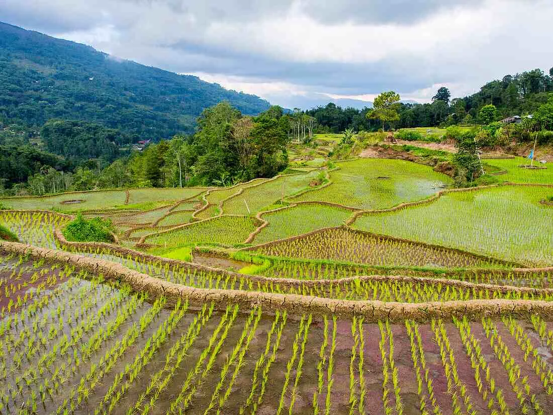Khám phá các cánh đồng lúa tuyệt đẹp ở châu Á