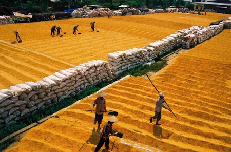 Gạo trong các lễ hội truyền thống Việt Nam