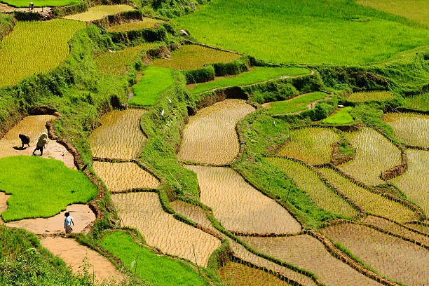 Khám phá các cánh đồng lúa tuyệt đẹp ở châu Á