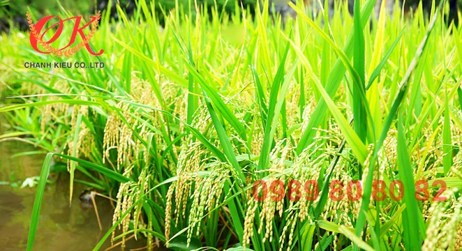 Gạo từ thiện chất lượng giá tốt nhất tại Gạo Chánh Kiều