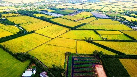 Khám phá các vùng sản xuất gạo nổi tiếng trên thế giới và đặc điểm của từng khu vực