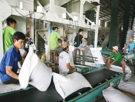 Cách lựa chọn gạo thơm ngon, an toàn cho sức khỏe